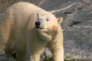 Traduction Américain de la zoologie